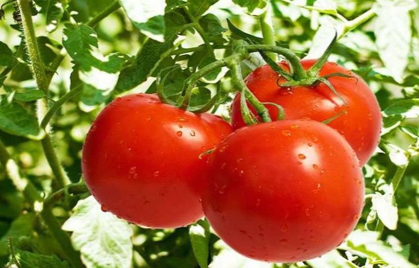 По мнению экспертов по садоводству вырастить вкусные помидоры в огороде