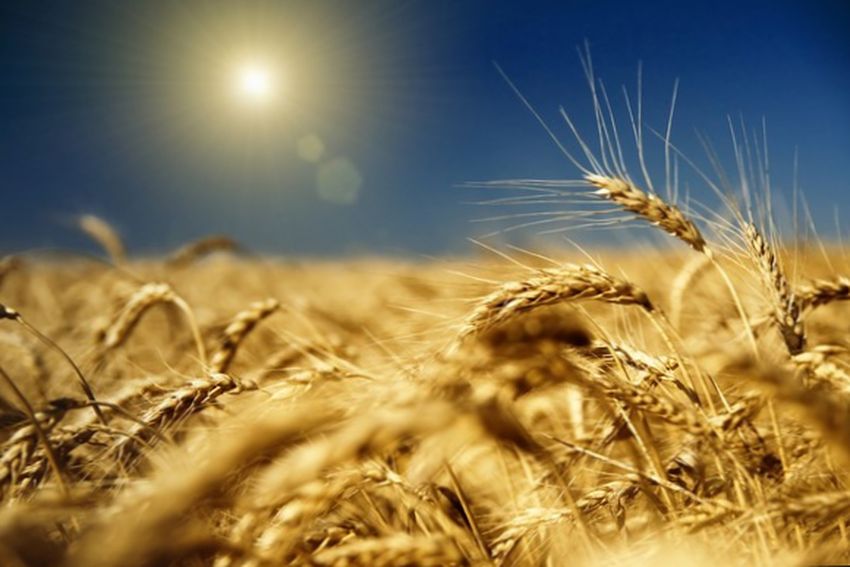 Пшеница по своему значению занимает в мире ведущее место среди зерновых культур. Одним из факторов, существенно снижающее ее урожайность являются болезни. Известно, что потери валового сбора зерна от болезней ежегодно составляют 20-30%, а в эпифитотийное года 50%.